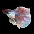 Dumbo Halfmoon Betta Royalty Free Stock Photo