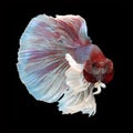 Dumbo Halfmoon Betta Royalty Free Stock Photo