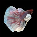Dumbo Halfmoon Betta Royalty Free Stock Photo