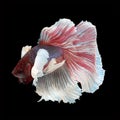 Dumbo Halfmoon Betta Royalty Free Stock Photo