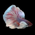 Dumbo Halfmoon Betta Royalty Free Stock Photo