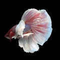 Dumbo Halfmoon Betta Royalty Free Stock Photo