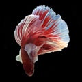Dumbo Halfmoon Betta Royalty Free Stock Photo