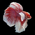 Dumbo Halfmoon Betta Royalty Free Stock Photo