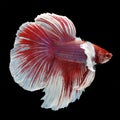 Dumbo Halfmoon Betta Royalty Free Stock Photo