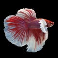 Dumbo Halfmoon Betta Royalty Free Stock Photo