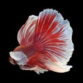 Dumbo Halfmoon Betta Royalty Free Stock Photo