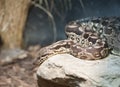 Dumeril's Boa Acrantohpis Dumerili Royalty Free Stock Photo