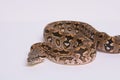 Dumeril`s Boa Portrait Royalty Free Stock Photo