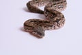Dumeril`s Boa Royalty Free Stock Photo