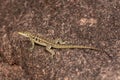 Dumeril\'s Madagascar Swift, Oplurus quadrimaculatus, Andringitra National Park. Madagascar wildlife