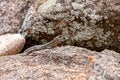 Dumeril\'s Madagascar Swift, Oplurus quadrimaculatus, Andringitra National Park. Madagascar wildlife