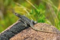 Dumeril\'s Madagascar Swift, Oplurus quadrimaculatus, Andringitra National Park. Madagascar wildlife