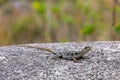 Dumeril\'s Madagascar Swift, Oplurus quadrimaculatus, Andringitra National Park. Madagascar wildlife