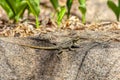 Dumeril\'s Madagascar Swift, Oplurus quadrimaculatus, Anja Community Reserve. Madagascar wildlife