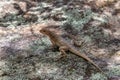 Dumeril\'s Madagascar Swift, Oplurus quadrimaculatus, Isalo National Park. Madagascar wildlife