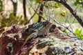 Dumeril\'s Madagascar Swift, Oplurus quadrimaculatus, Isalo National Park. Madagascar wildlife