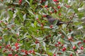 Happy Gray Catbird Scores Two Red Berries Royalty Free Stock Photo