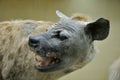Dummy of african hyena Royalty Free Stock Photo