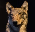 Dummy face of gray wolf. Royalty Free Stock Photo