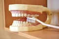 A dummy of a human jaw. Visual tutorial for students and schoolchildren. The concept of dental care