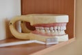 A dummy of a human jaw. Visual tutorial for students and schoolchildren. The concept of dental care Royalty Free Stock Photo