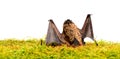 Dummy of wild bat on grass. Wild nature. Forelimbs adapted as wings. Mammals naturally capable of true and sustained Royalty Free Stock Photo