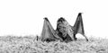 Dummy of wild bat on grass. Wild nature. Forelimbs adapted as wings. Mammals naturally capable of true and sustained Royalty Free Stock Photo