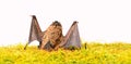 Dummy of wild bat on grass. Wild nature. Forelimbs adapted as wings. Mammals naturally capable of true and sustained Royalty Free Stock Photo