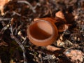 Dumontinia tuberosa brown anemone parasite fungus