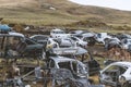 Dump broken and crashed cars. Cemetery cars Royalty Free Stock Photo