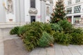 Dump pile stack of many used abandoned fir christmas trees collected for removal or recycling after xmas party end in