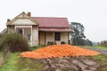 Dumped Carrot Crop Tasmania