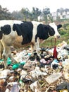 Dumpsite unhygienic domestic animal