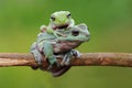 Dumpy tree frog