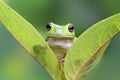 Tree frog, dumpy frog on leaf Royalty Free Stock Photo