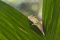 Dumpy frog on leaf Royalty Free Stock Photo