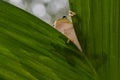 Dumpy frog on leaf in tropical garden