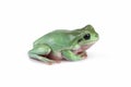 Dumpy frog `litoria caerulea`  closeup on white background Royalty Free Stock Photo