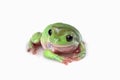 Dumpy frog `litoria caerulea`  closeup on white background Royalty Free Stock Photo