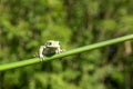 Dumpy frog Royalty Free Stock Photo