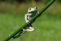 Dumpy frog Royalty Free Stock Photo