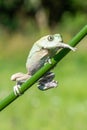 Dumpy frog Royalty Free Stock Photo