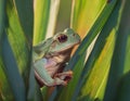 Dumpy frog, poked between the stems of the leaves Royalty Free Stock Photo