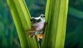 Dumpy frog, poked between the stems of the leaves Royalty Free Stock Photo