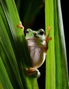 Dumpy frog, poked between the stems of the leaves Royalty Free Stock Photo