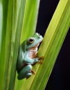 Dumpy frog, poked between the stems of the leaves Royalty Free Stock Photo