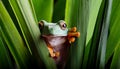 Dumpy frog, poked between the stems of the leaves Royalty Free Stock Photo