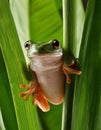 Dumpy frog, poked between the stems of the leaves Royalty Free Stock Photo