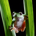 Dumpy frog, poked between the stems of the leaves Royalty Free Stock Photo